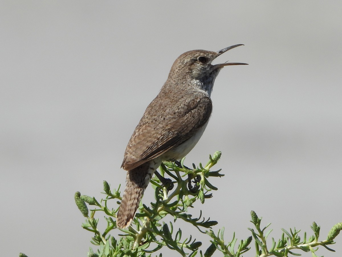 Rock Wren - ML620198136