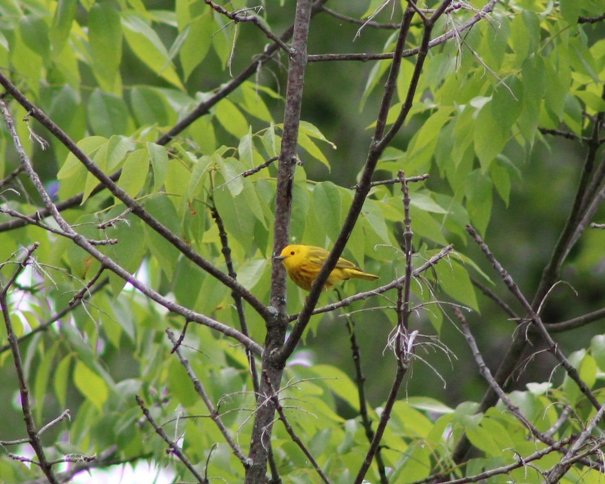 Yellow Warbler - ML620198141