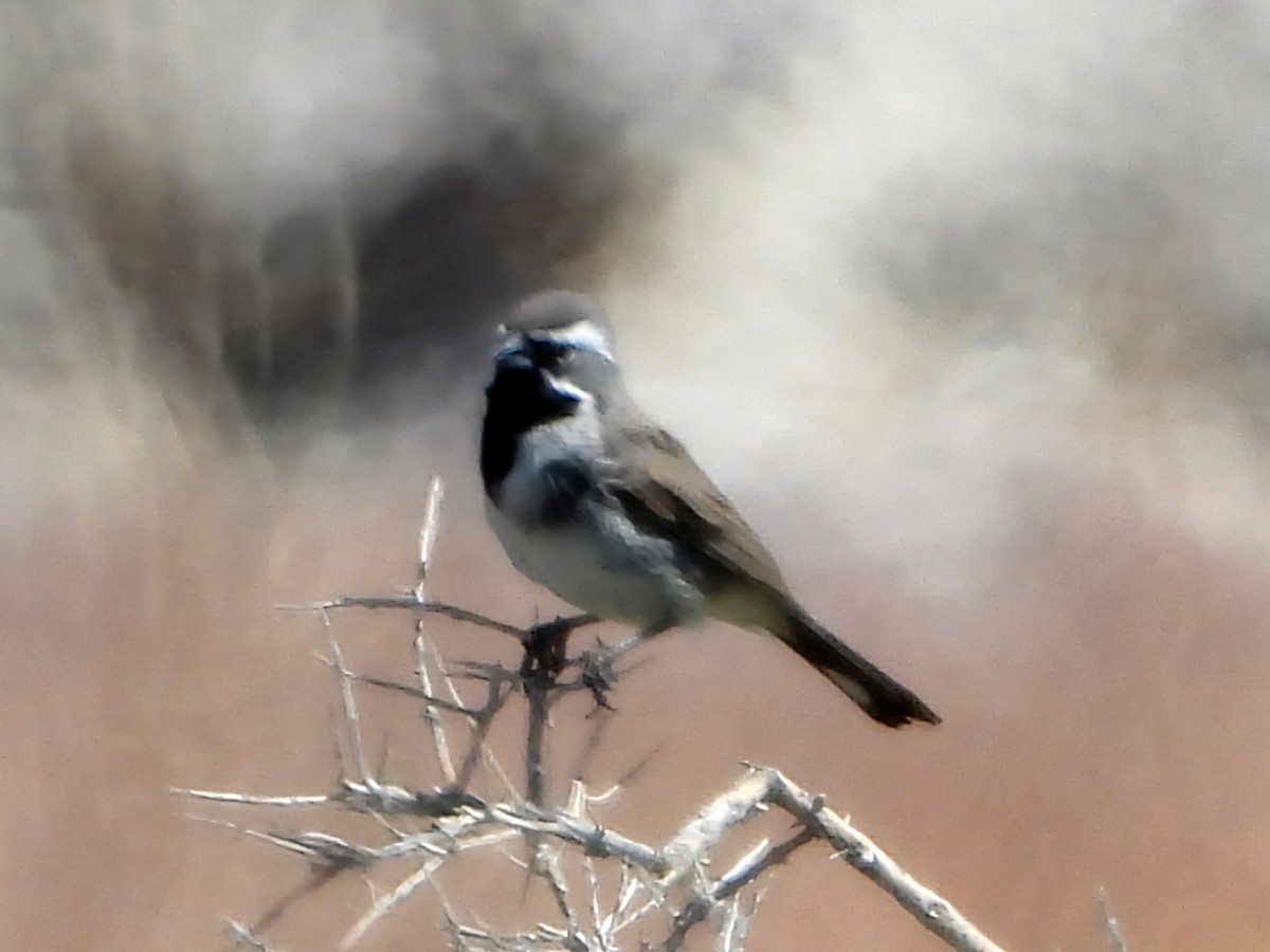 Black-throated Sparrow - ML620198143