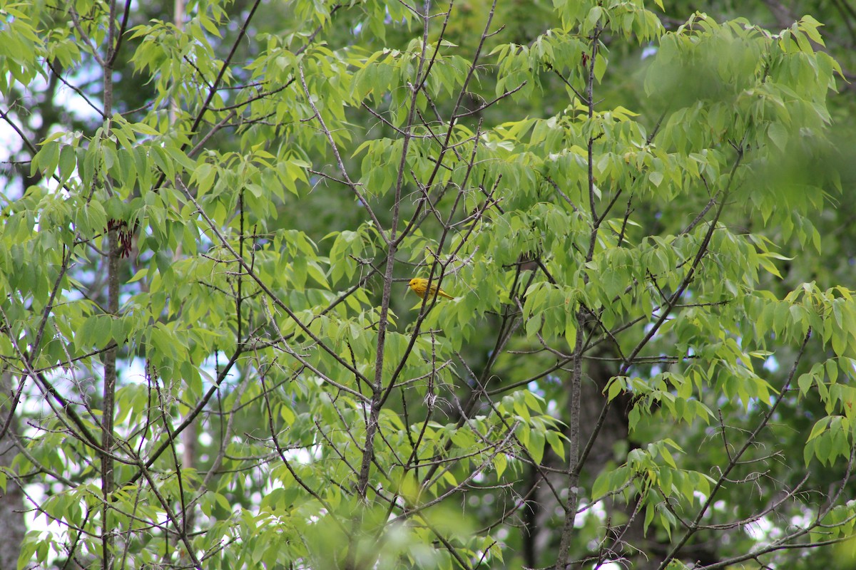 Yellow Warbler - ML620198144