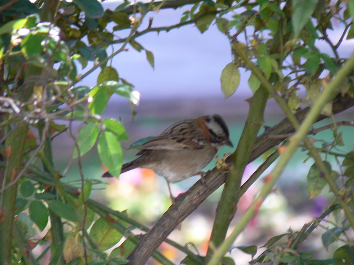 Rufous-collared Sparrow - ML620198150
