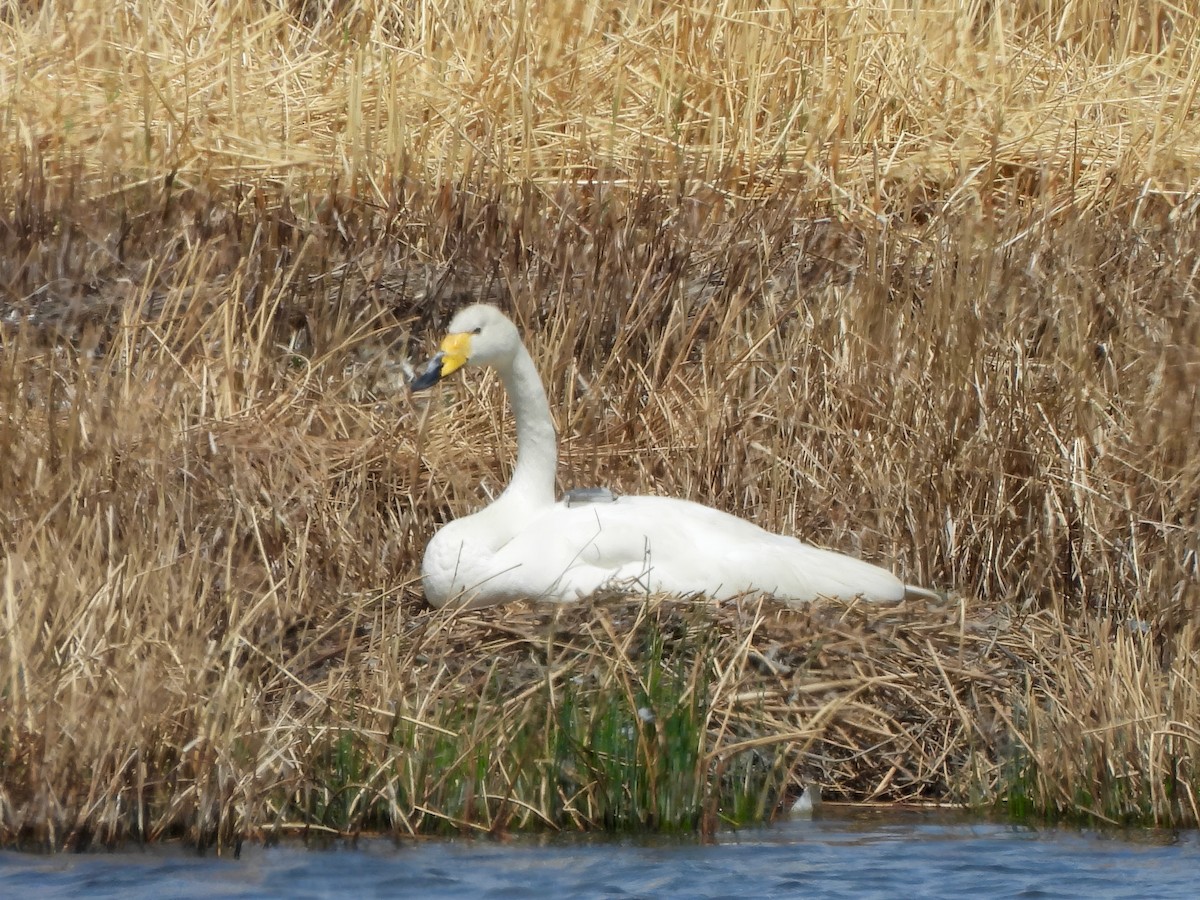 Singschwan - ML620198151