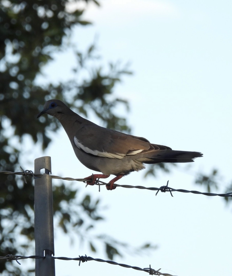 White-winged Dove - ML620198154