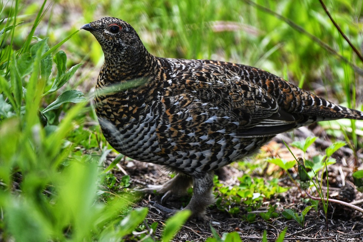 Spruce Grouse - ML620198158