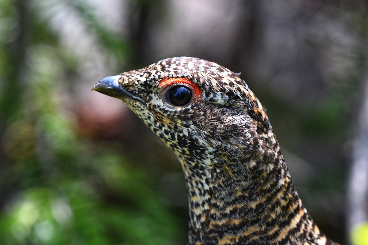 Spruce Grouse - ML620198159