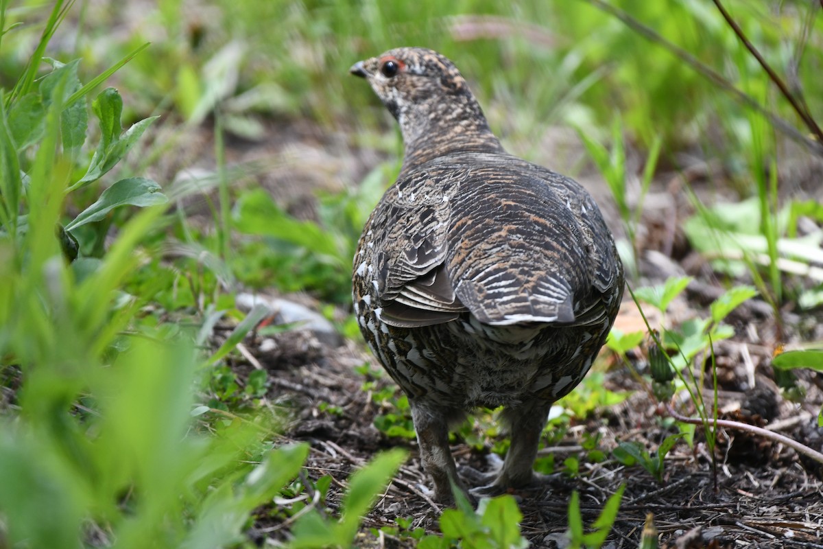 Spruce Grouse - Sarah Dix