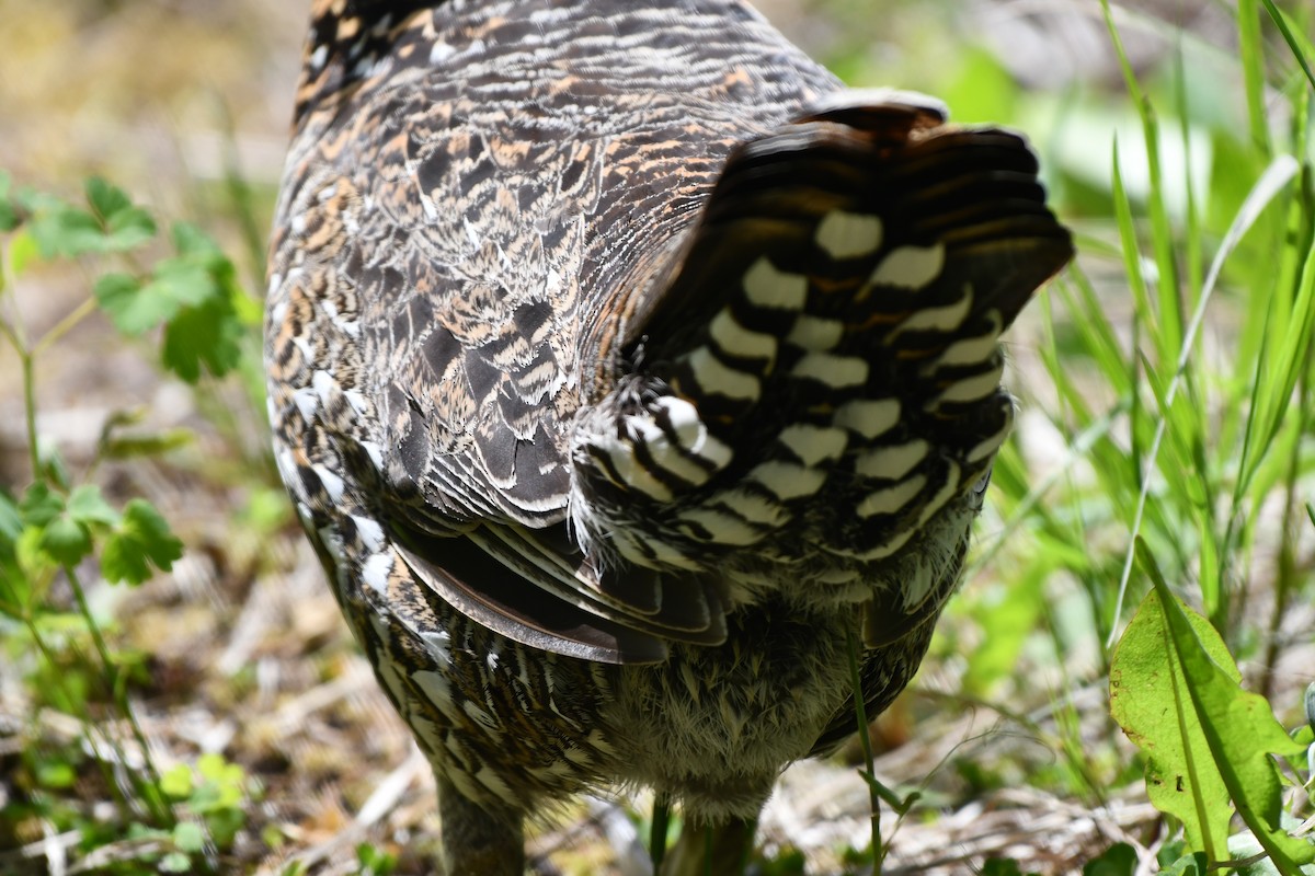 Spruce Grouse - ML620198161