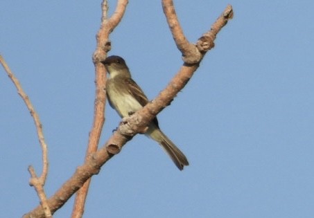 Eastern Phoebe - ML620198165