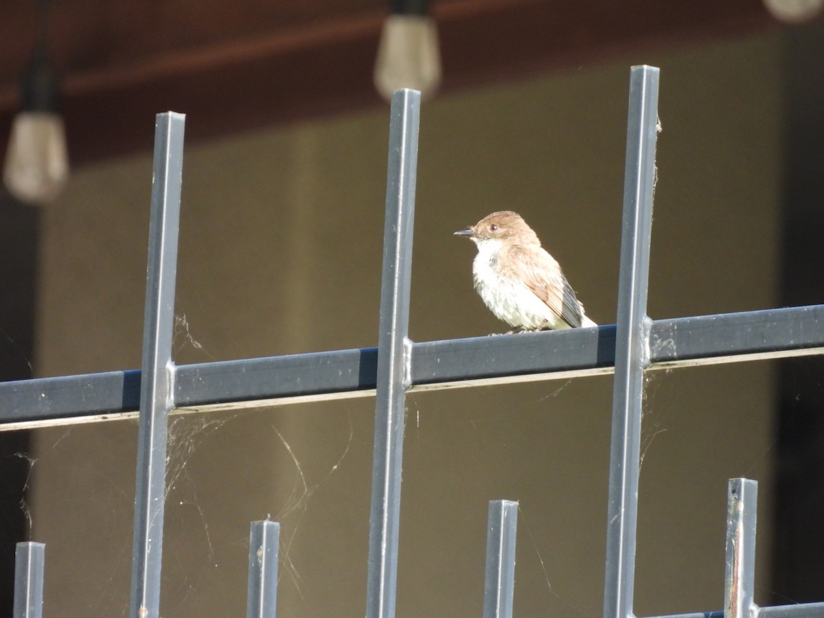 Eastern Phoebe - ML620198166