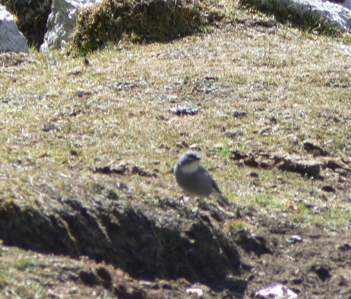 Glacier Finch - ML620198168