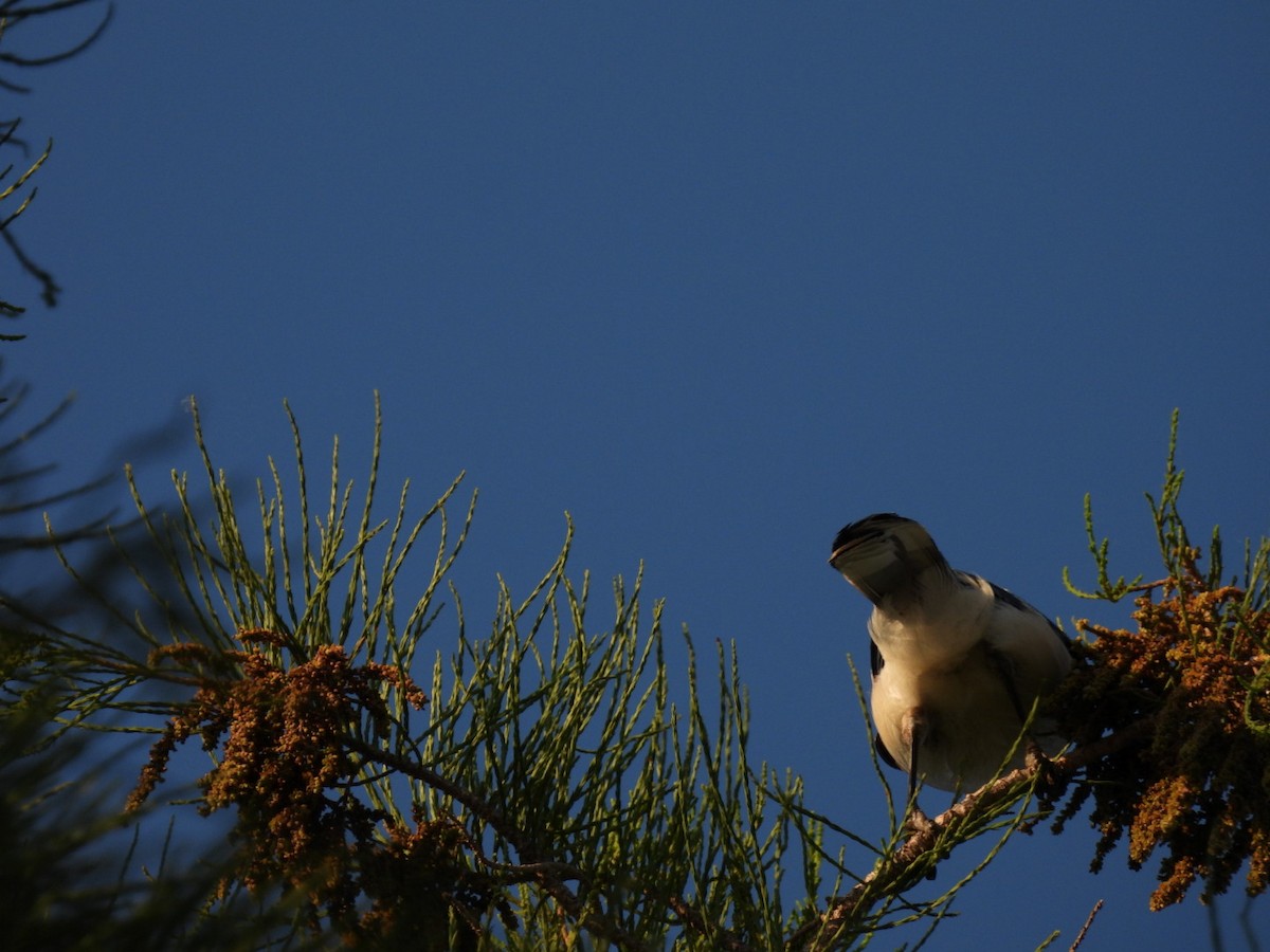 Blue Jay - ML620198170