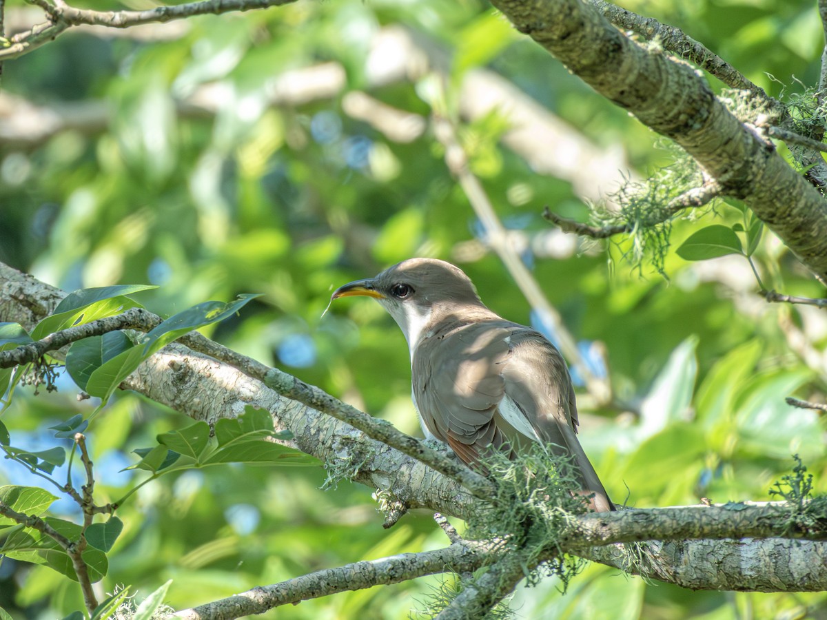 Cuclillo Piquigualdo - ML620198176