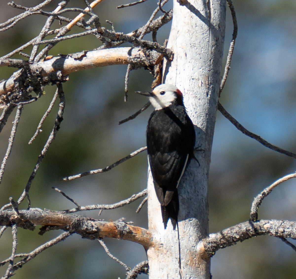 White-headed Woodpecker - ML620198179