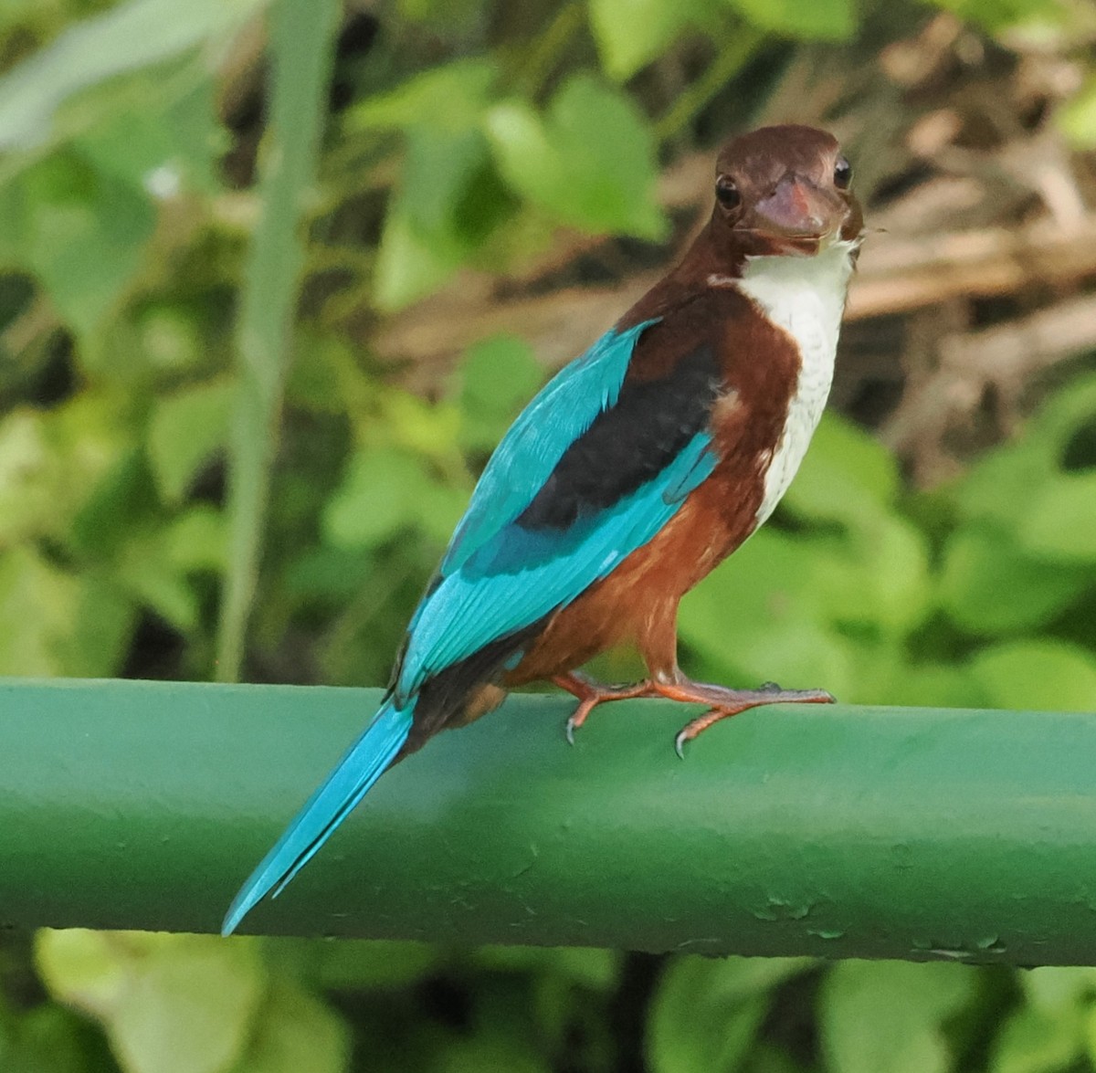 White-throated Kingfisher - ML620198185