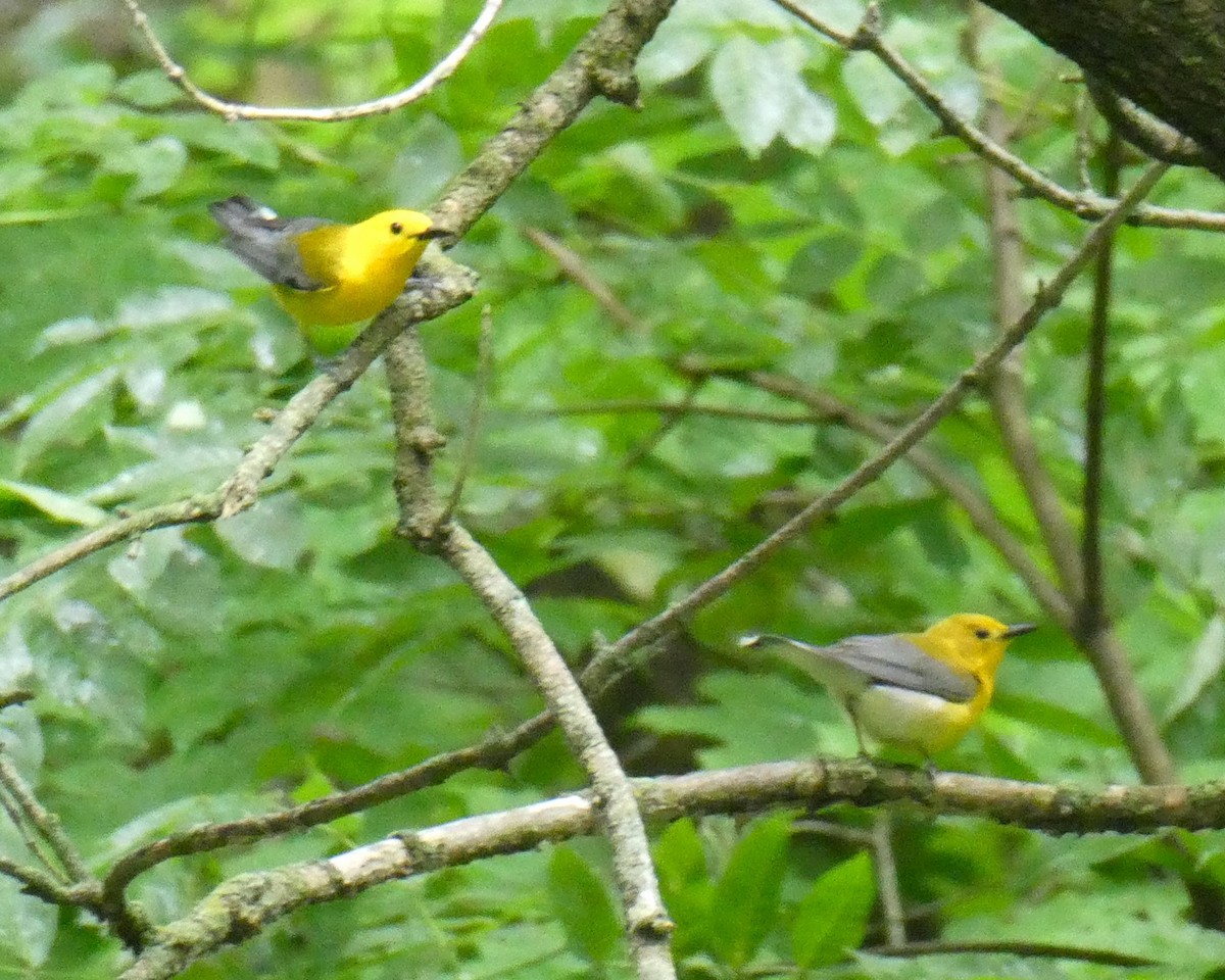 Prothonotary Warbler - ML620198187