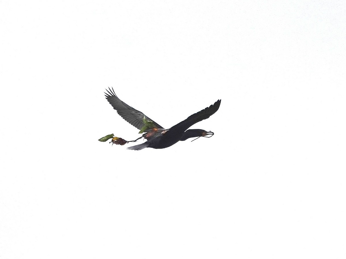 Double-crested Cormorant - ML620198190