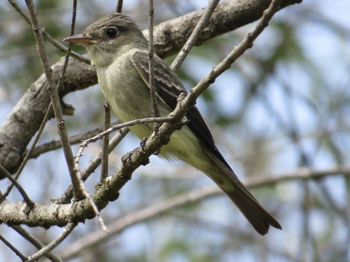 Eastern Wood-Pewee - ML620198192