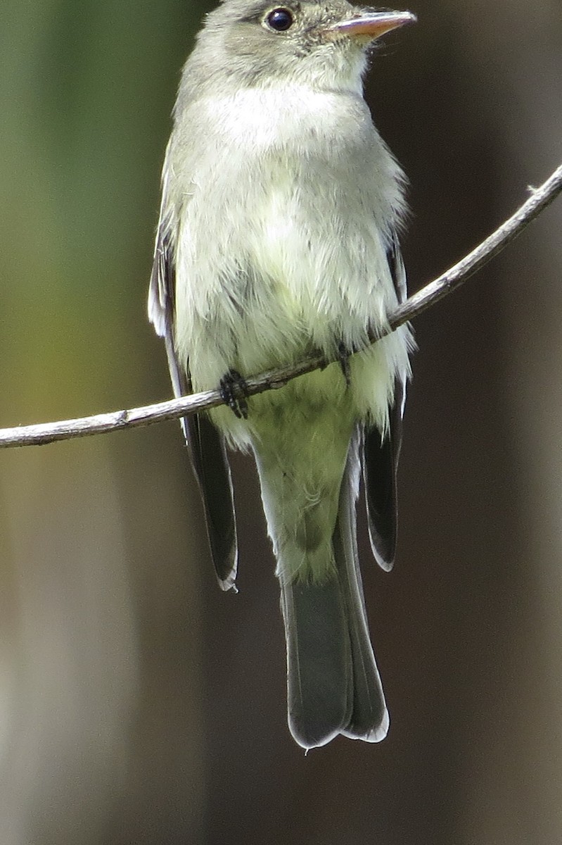 Eastern Wood-Pewee - ML620198194