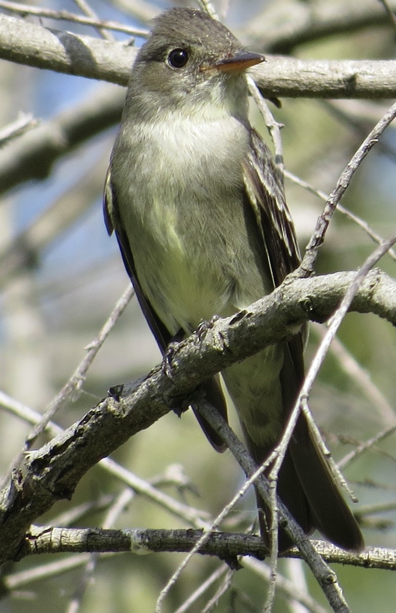 Eastern Wood-Pewee - Thomas Wurster