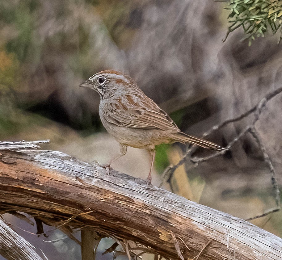 Rufous-crowned Sparrow - ML620198204