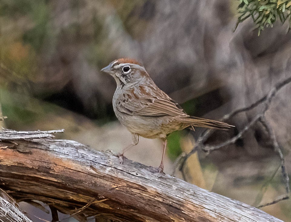 Rufous-crowned Sparrow - ML620198205