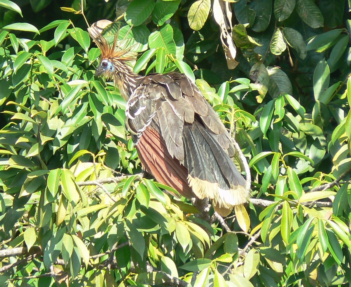 Hoatzin - ML620198217