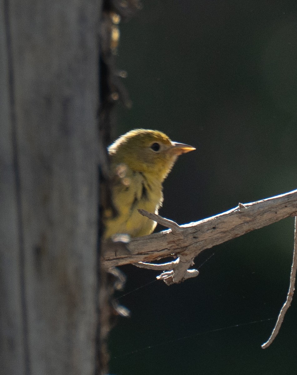 Western Tanager - ML620198219