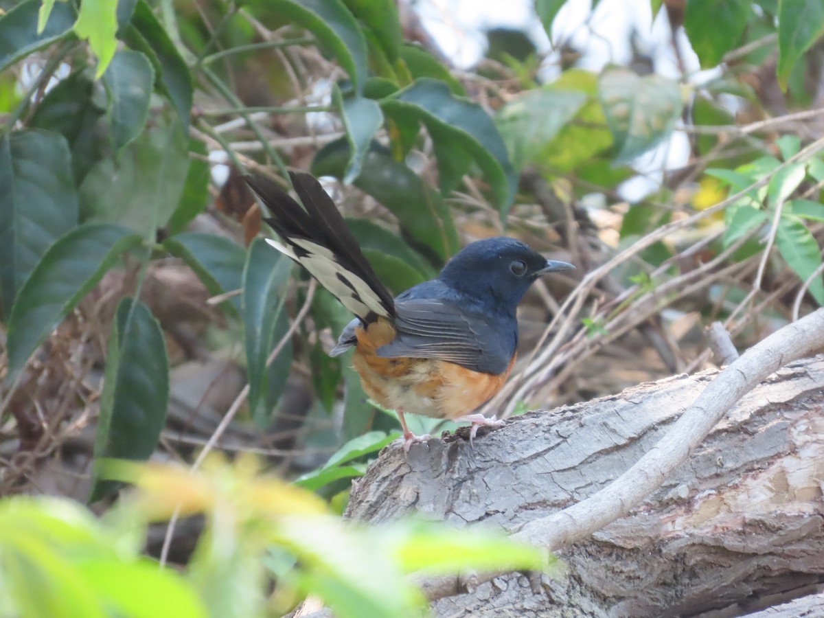 White-rumped Shama - ML620198226