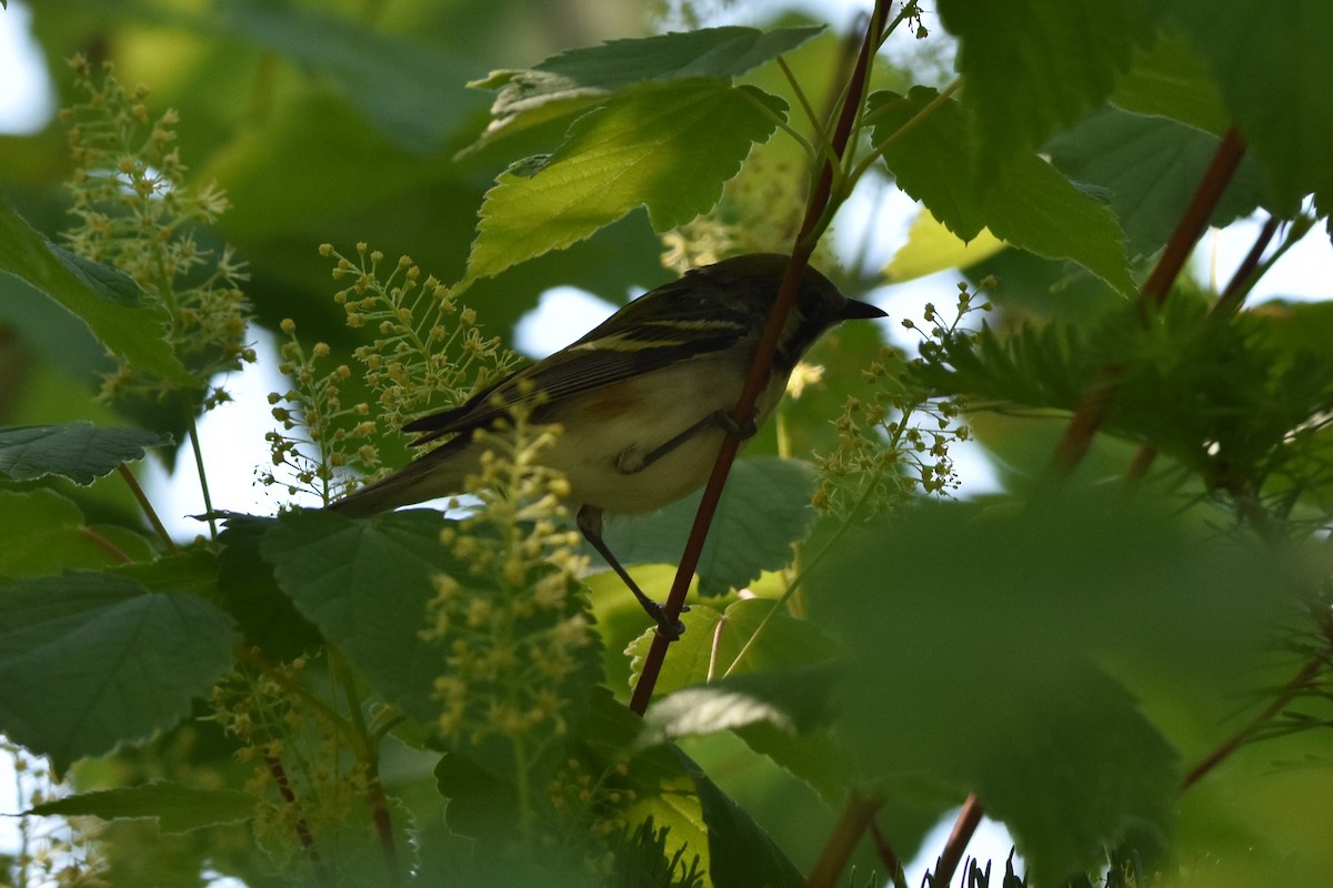 Chestnut-sided Warbler - ML620198227