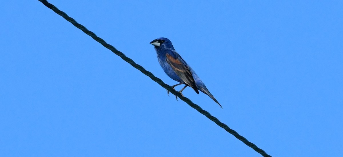 Guiraca bleu - ML620198229