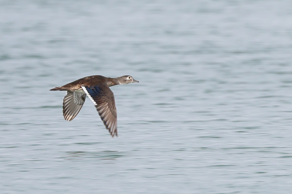 Wood Duck - ML620198231