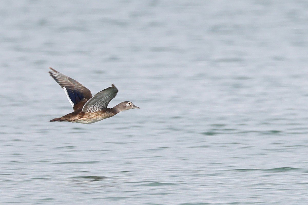 Wood Duck - ML620198234