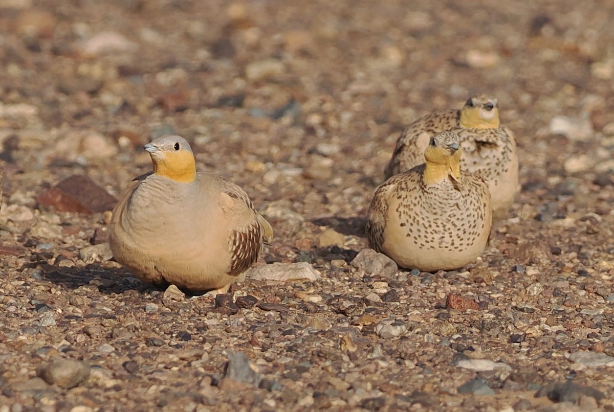 Spotted Sandgrouse - ML620198248