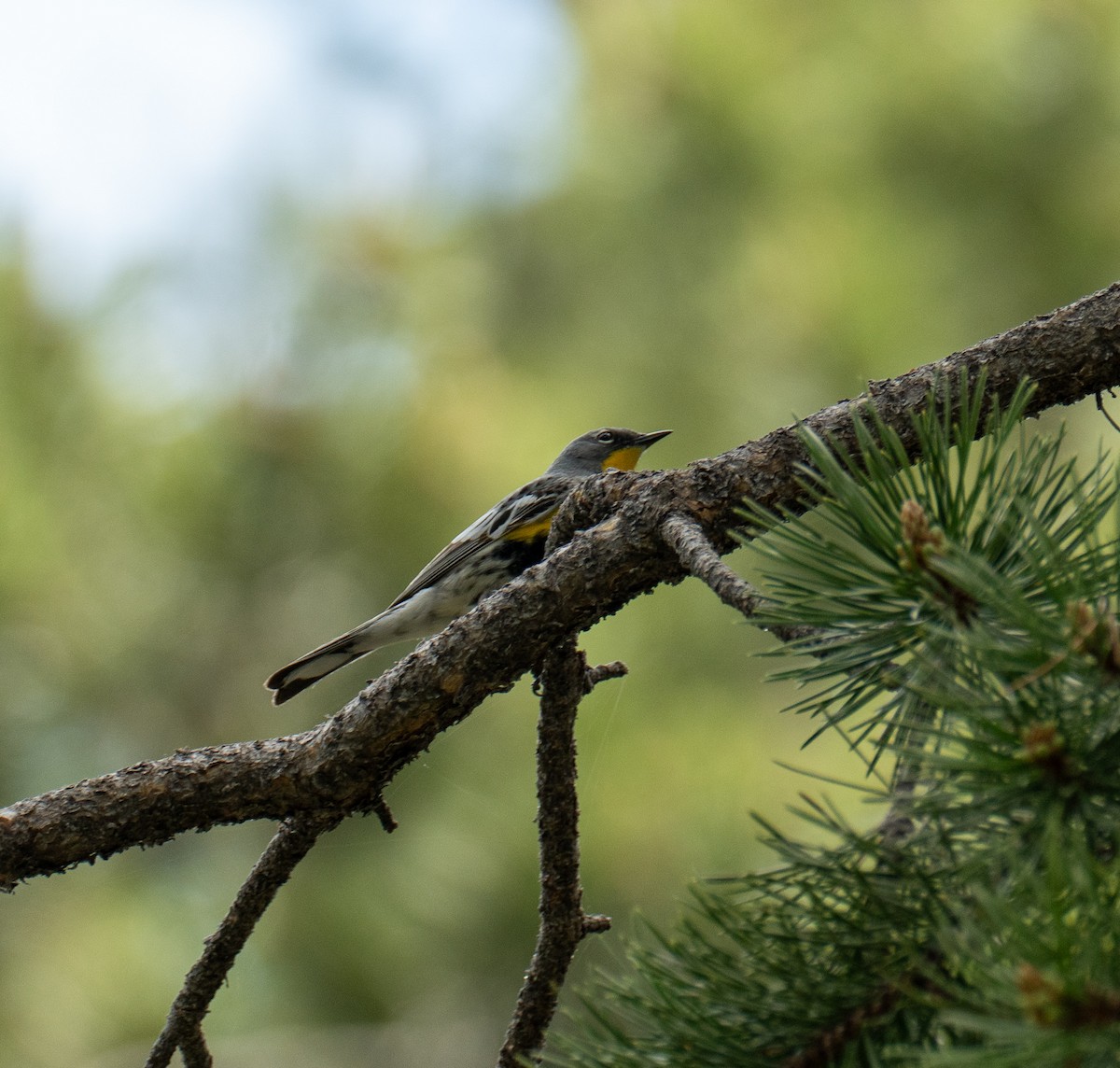 Yellow-rumped Warbler (Audubon's) - ML620198258