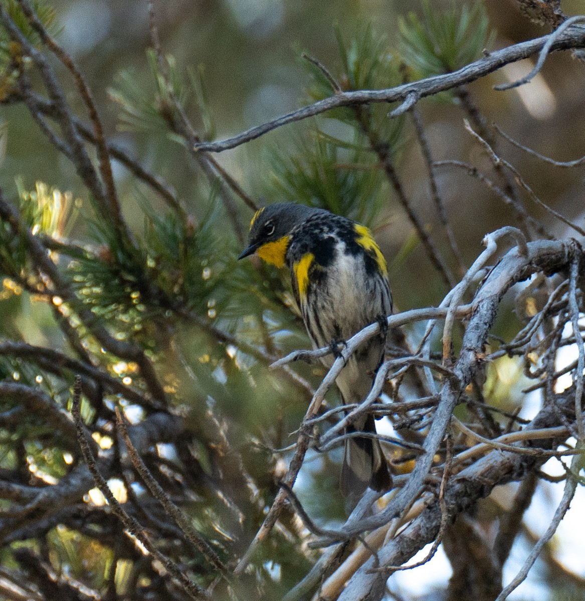 Yellow-rumped Warbler (Audubon's) - ML620198259