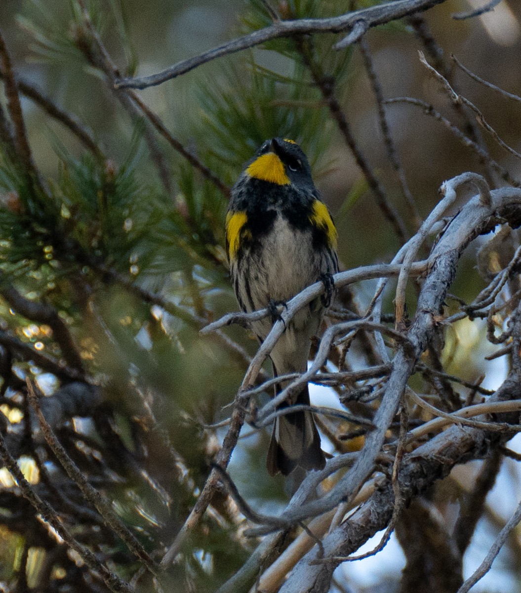Yellow-rumped Warbler (Audubon's) - ML620198260