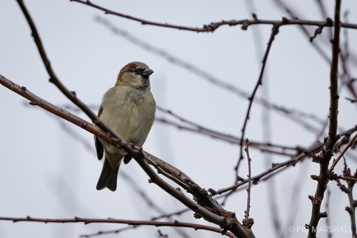 House Sparrow - ML620198261