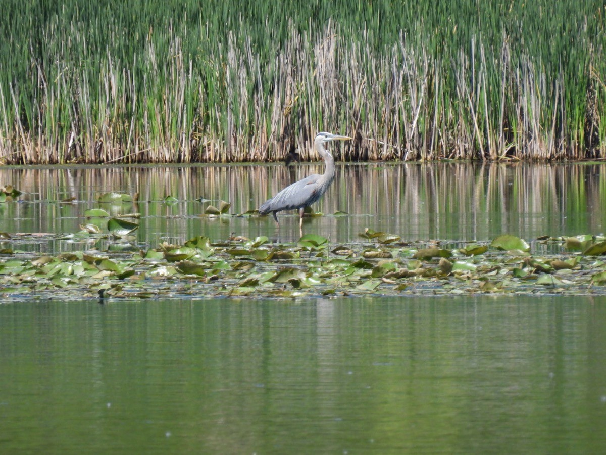 Great Blue Heron - ML620198265