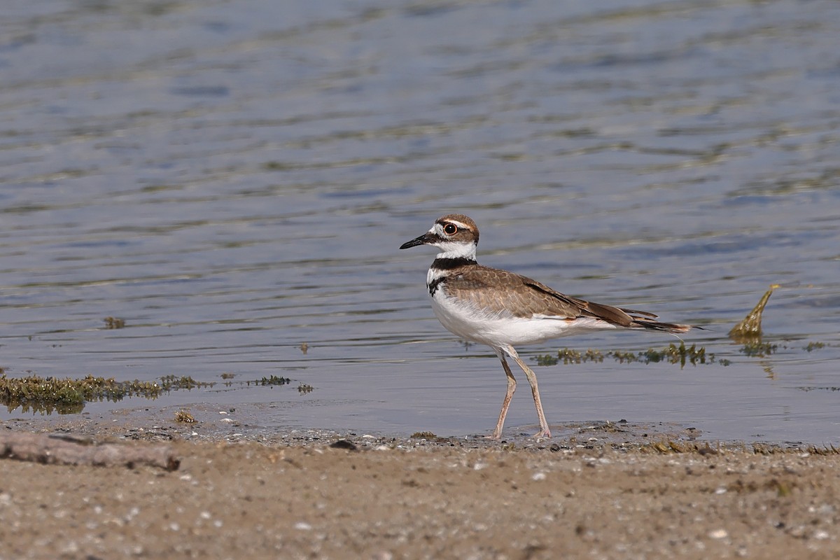 Killdeer - ML620198268