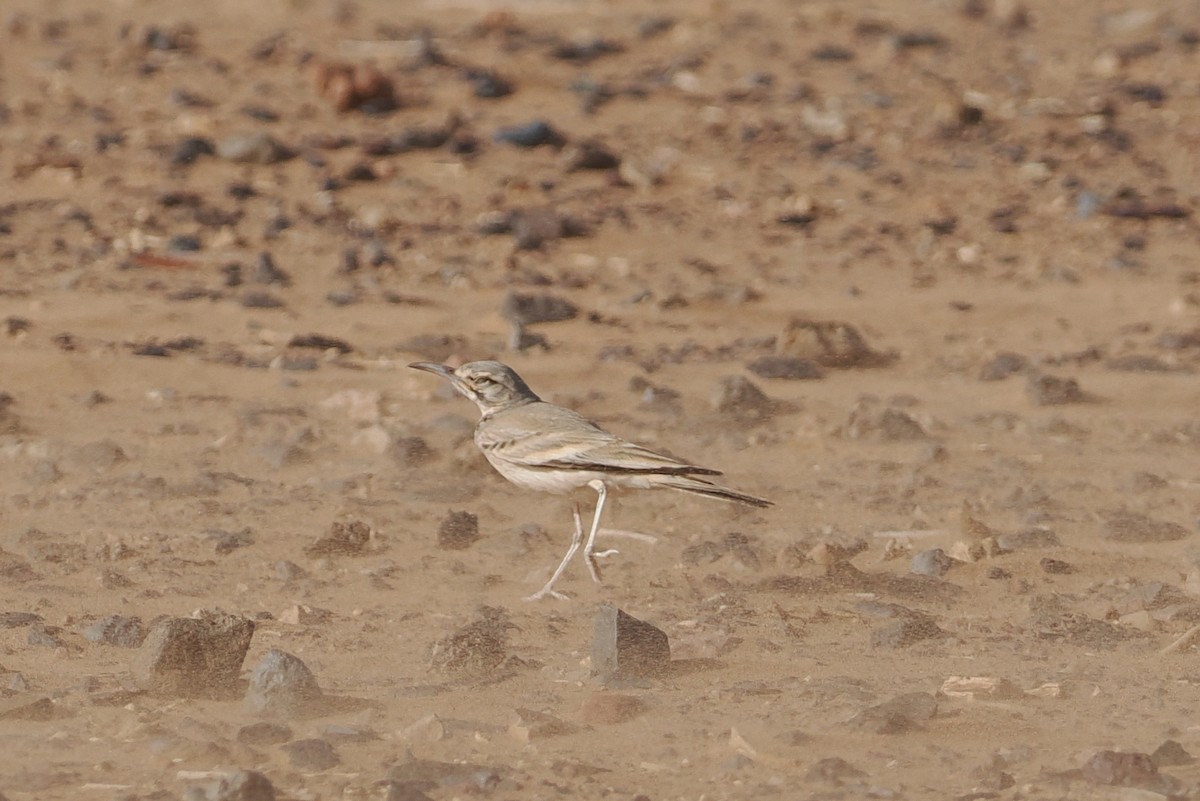 Greater Hoopoe-Lark - ML620198270