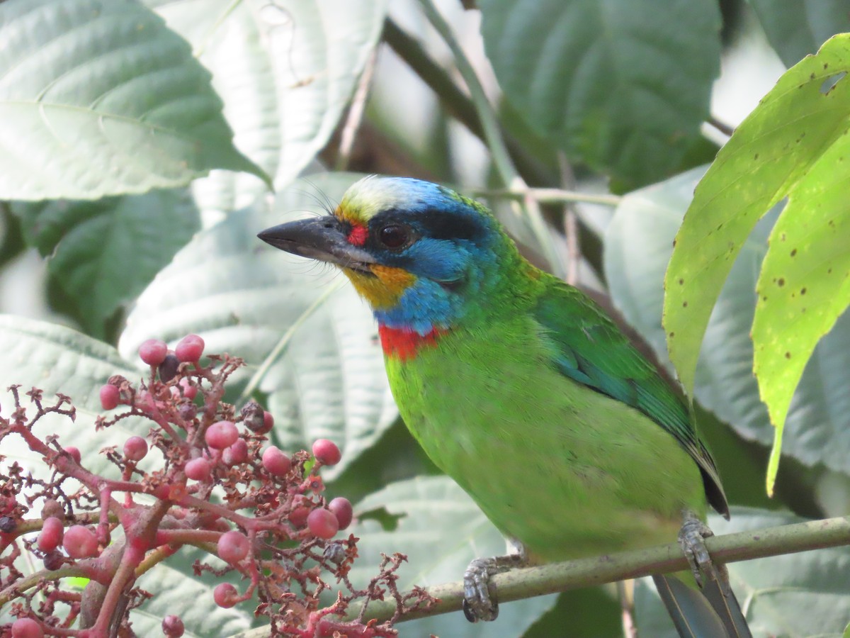 Taiwan Barbet - ML620198277