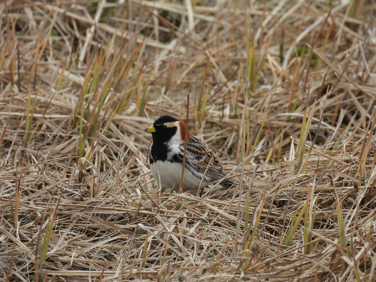 Lapland Longspur - ML620198282