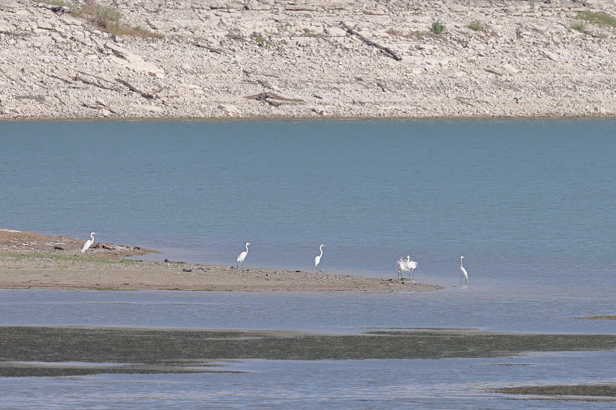 Great Egret - ML620198288