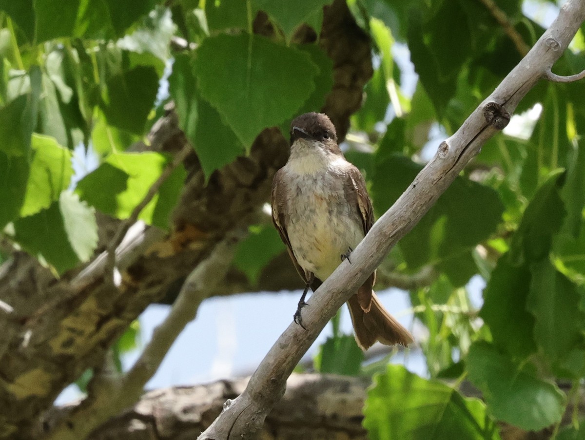 Eastern Phoebe - ML620198289