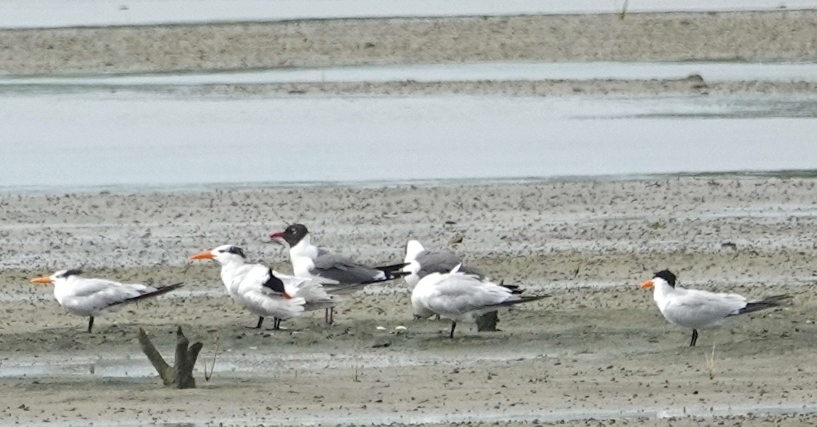 Royal Tern - ML620198293