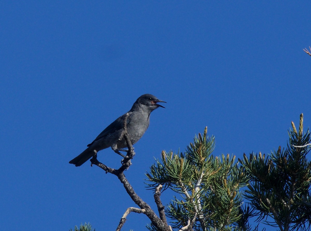 Pinyon Jay - ML620198306