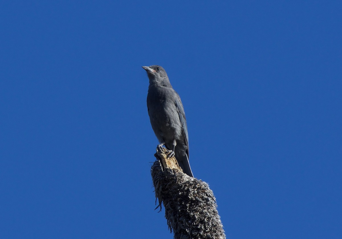 Pinyon Jay - ML620198307