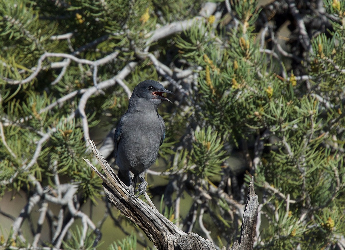 Pinyon Jay - ML620198309