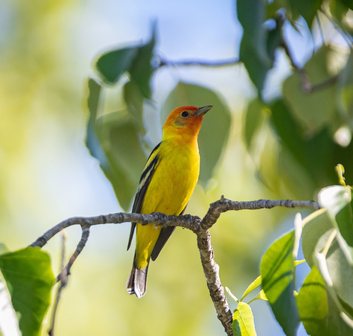 Western Tanager - ML620198322