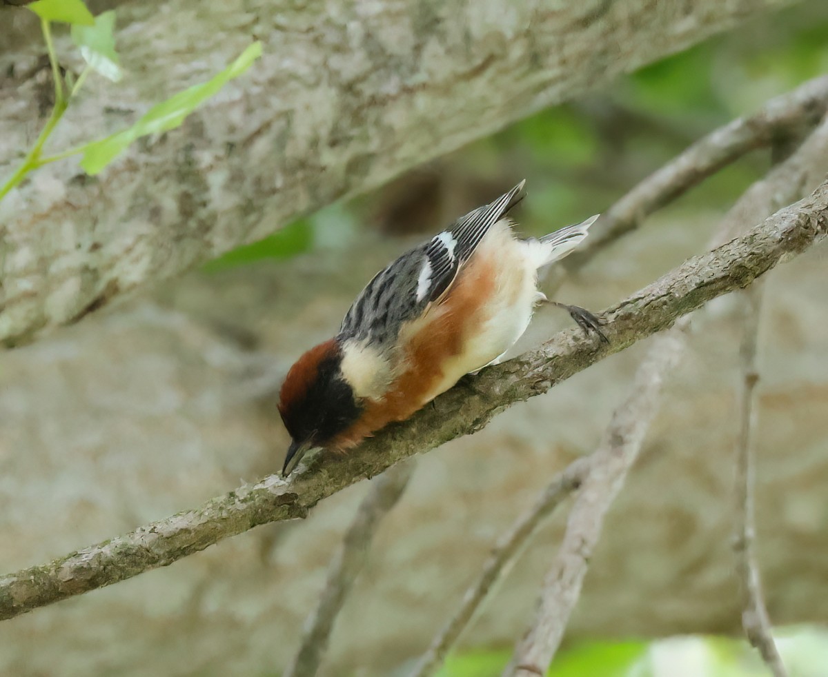 Bay-breasted Warbler - ML620198324